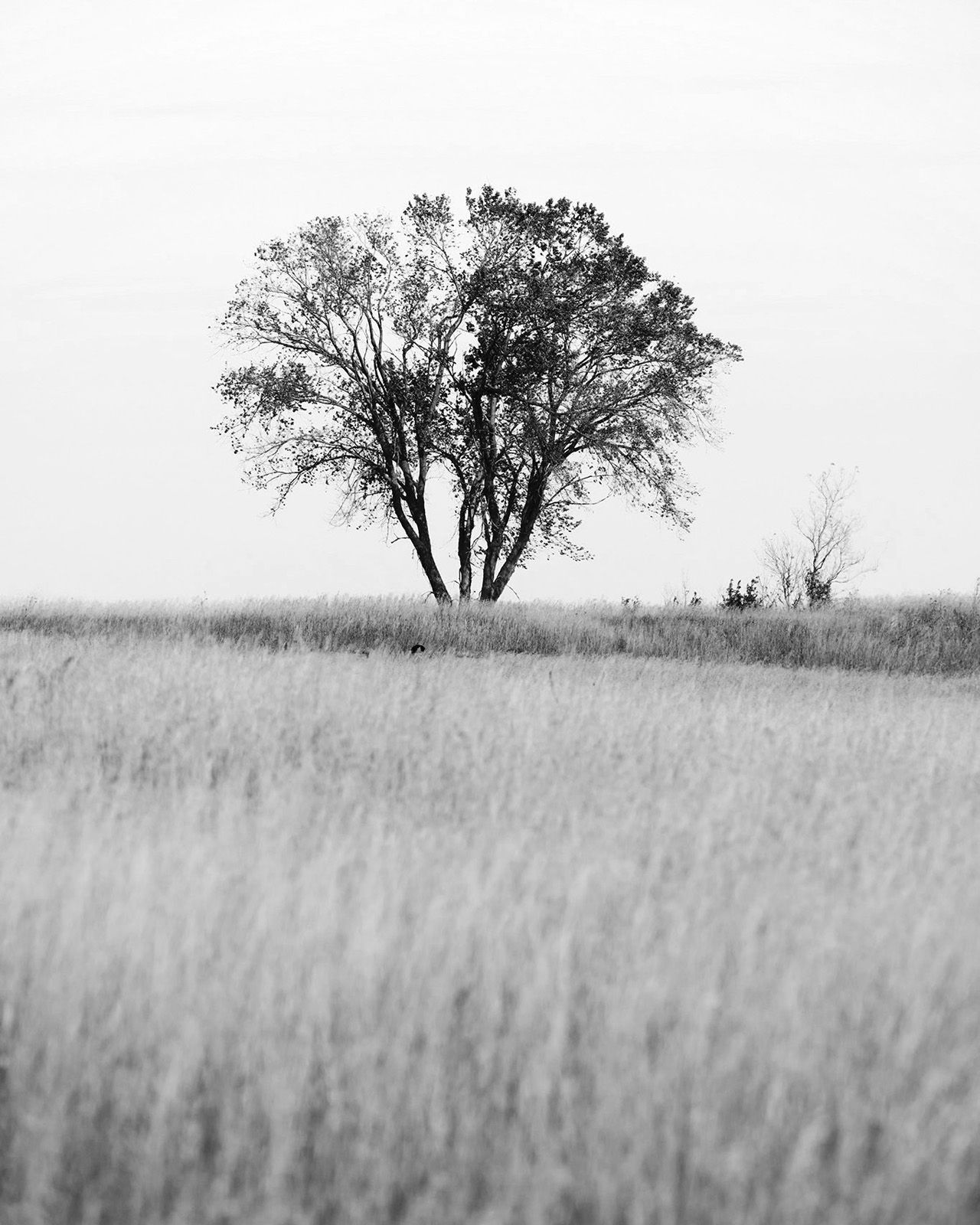 A solo tree stands above the prairie grass in fall.