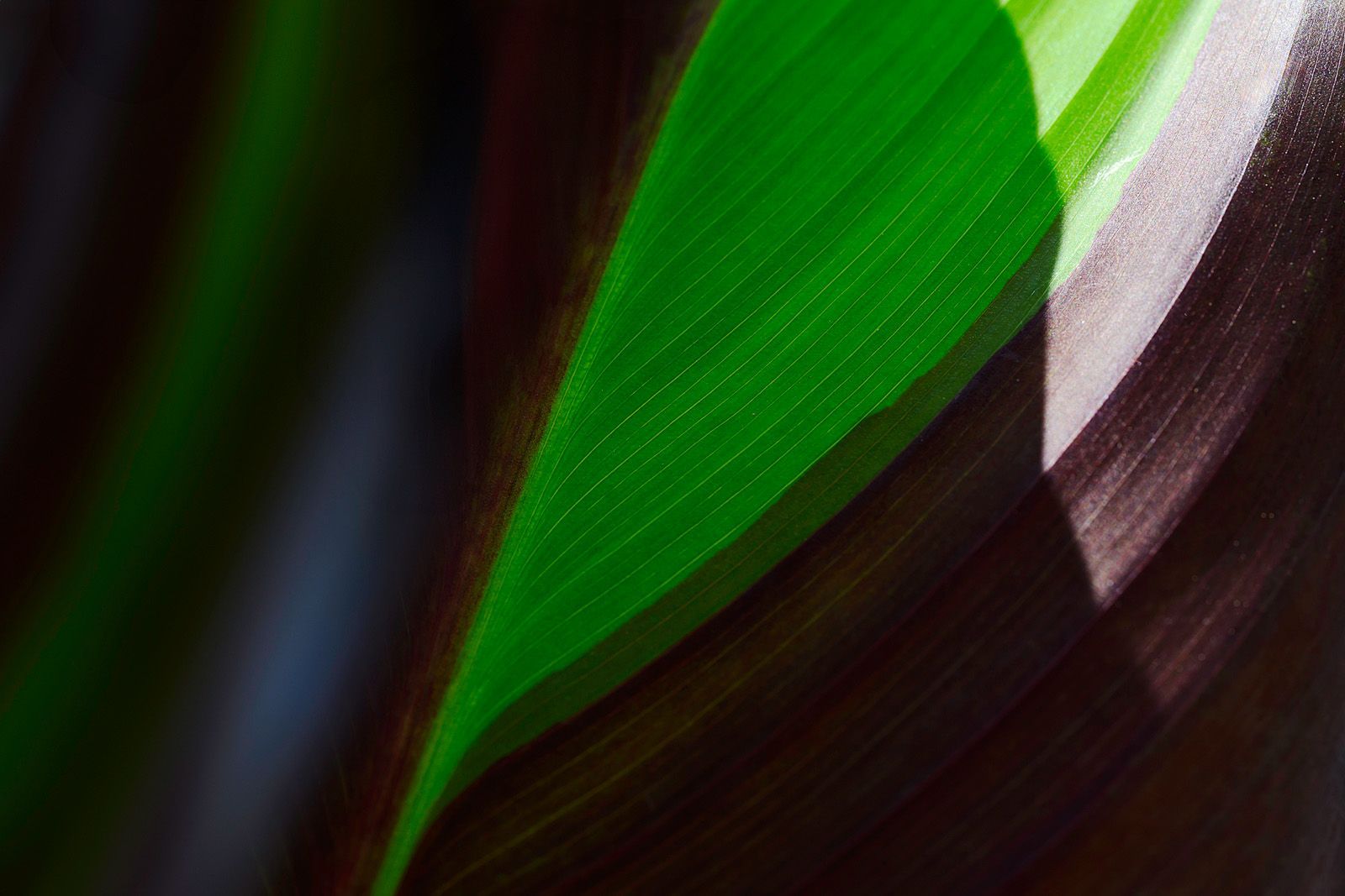 Abstraction of a plant leaf