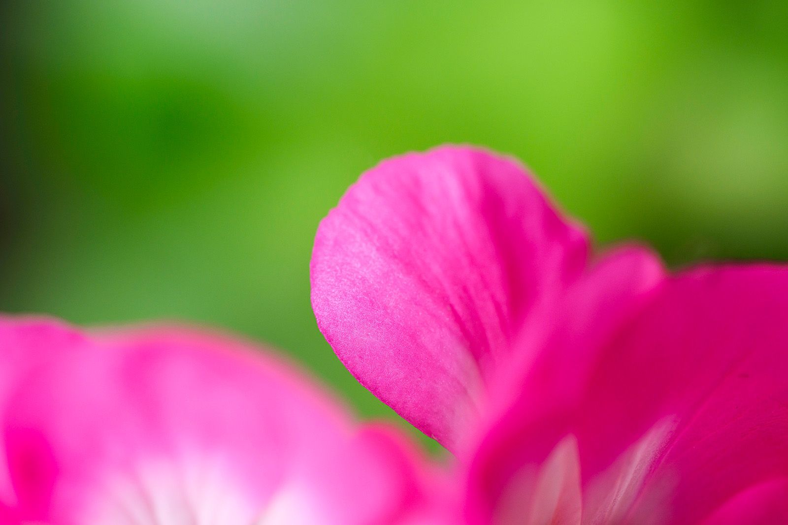 Pink flower petals so delicate in the bokeh of a dream.