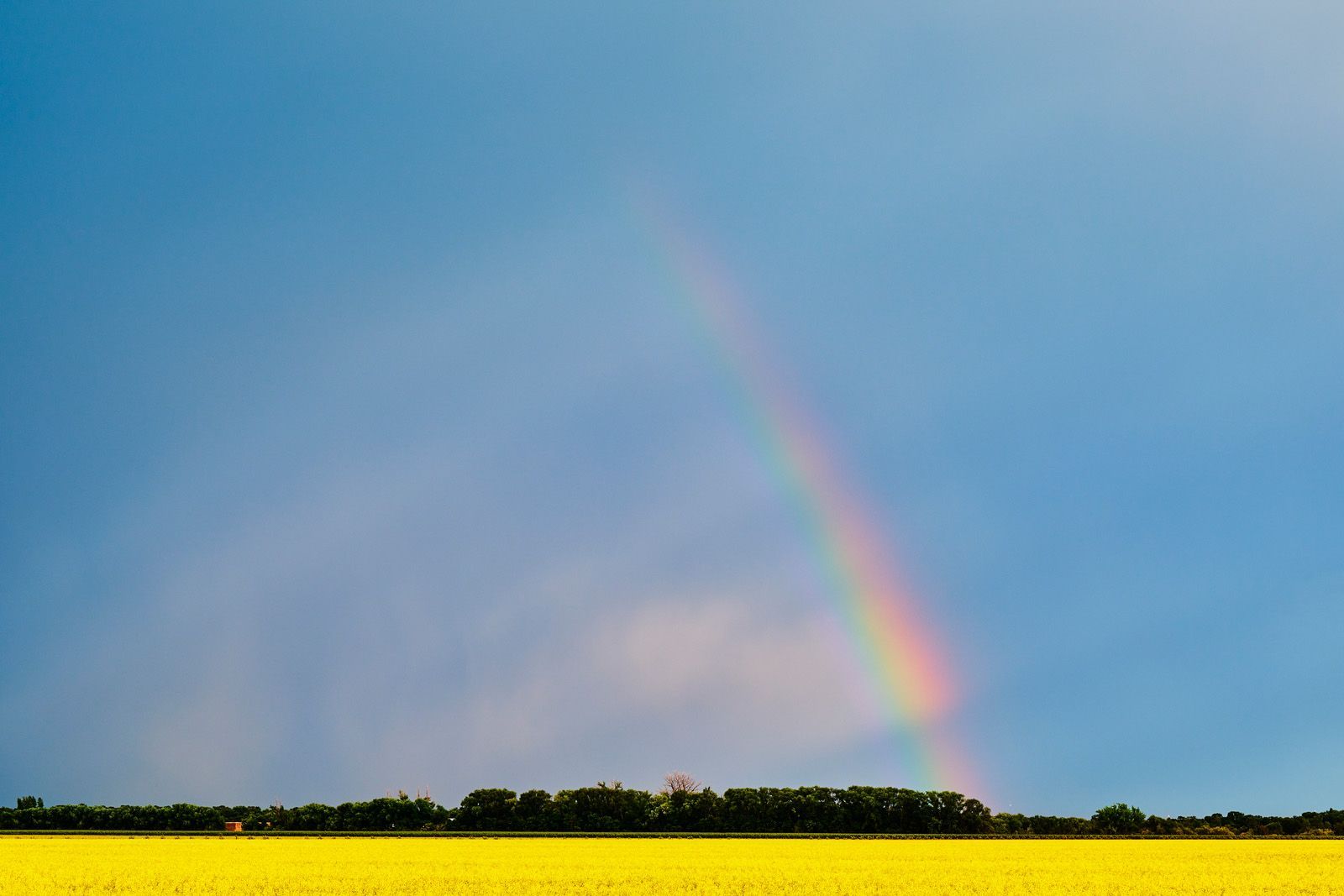 A rainbow fights for survival over a canola field.