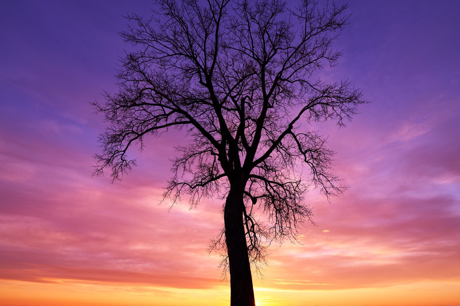 My favourite tree at sunset near Winkler, Manitoba Canada.