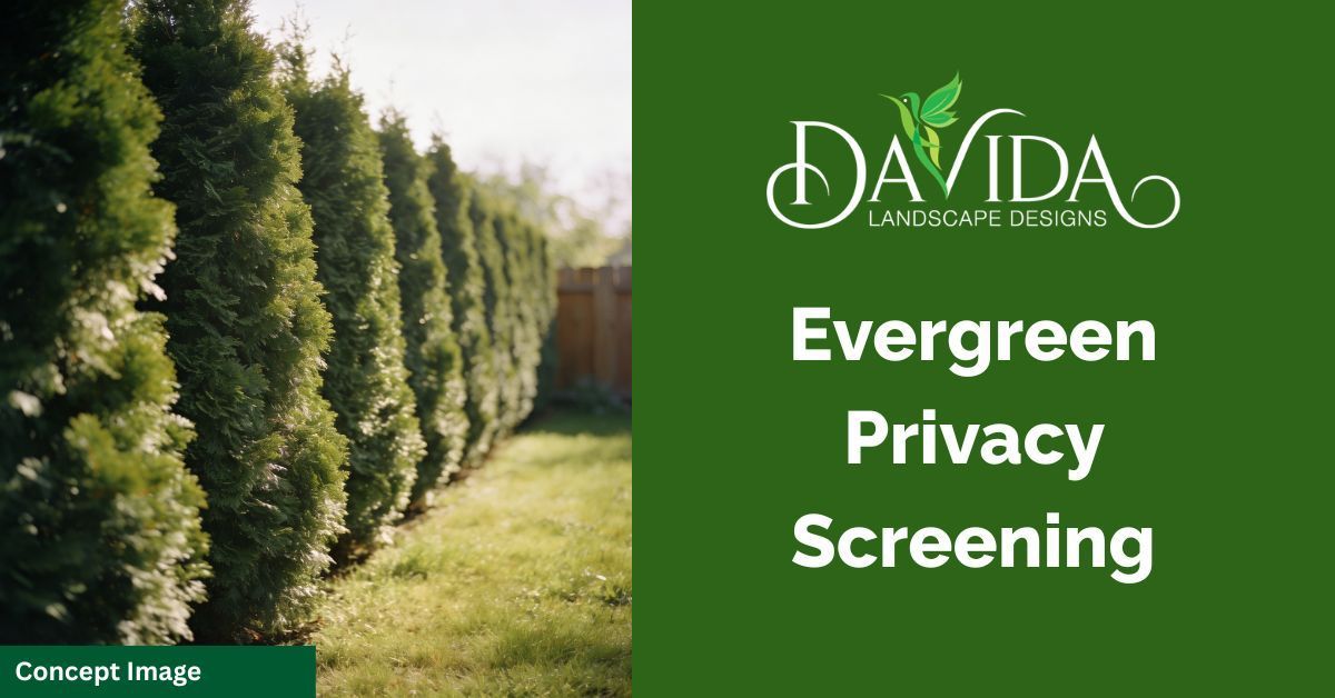 A row of evergreen screening along a backyard property line in Greenwich or Stamford, CT.
