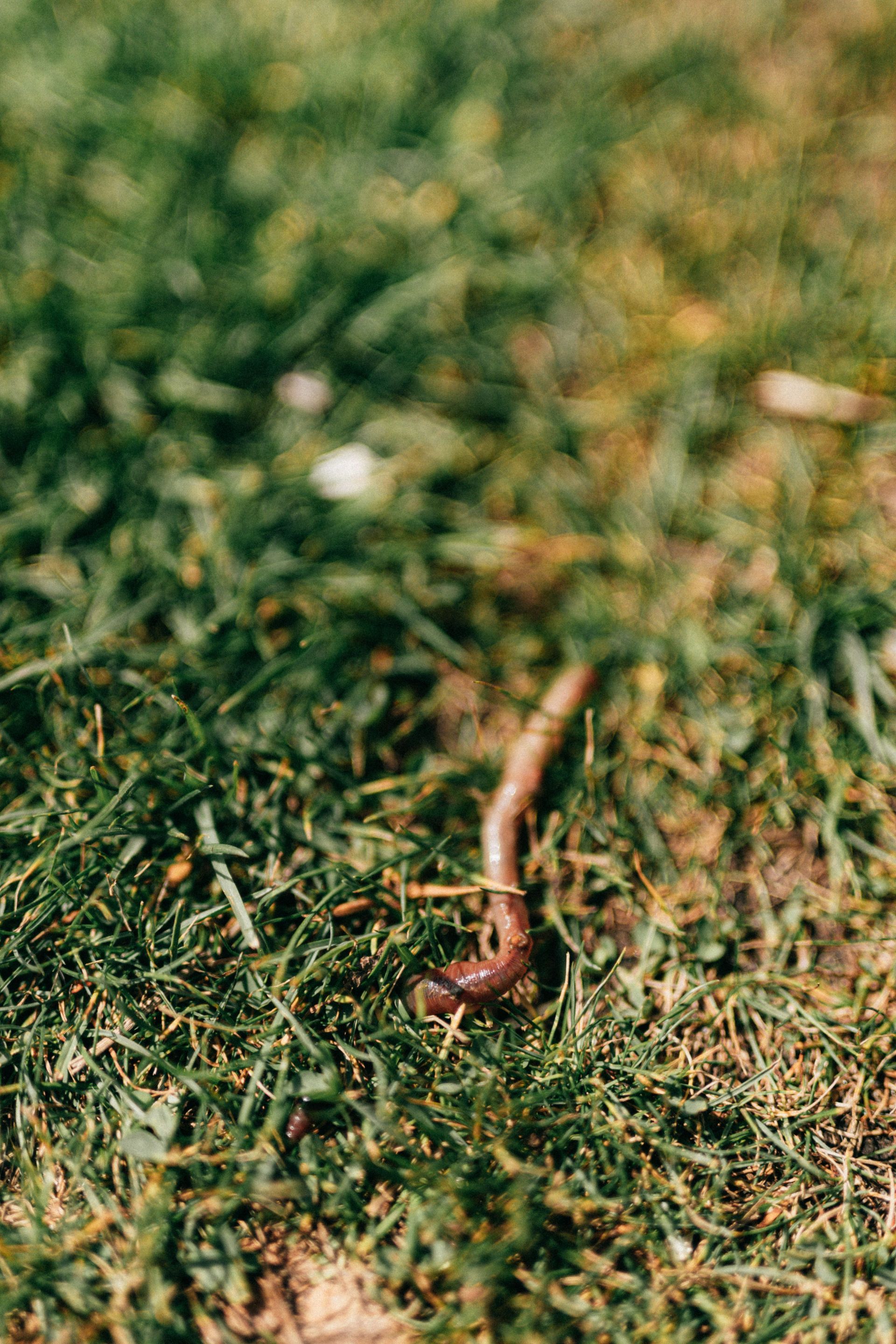 Brown earthworm on green grass with a blurred background