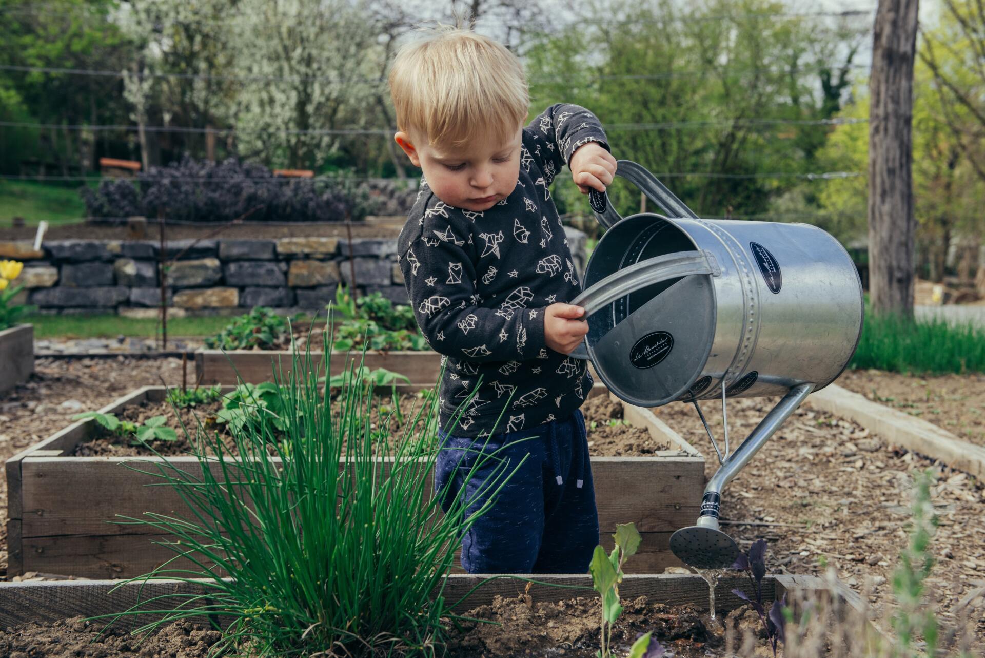 Young boy holding a large watering can over a vegetable garden.
