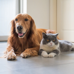 Boarding – Sarasota, FL – Ace Pet Resort