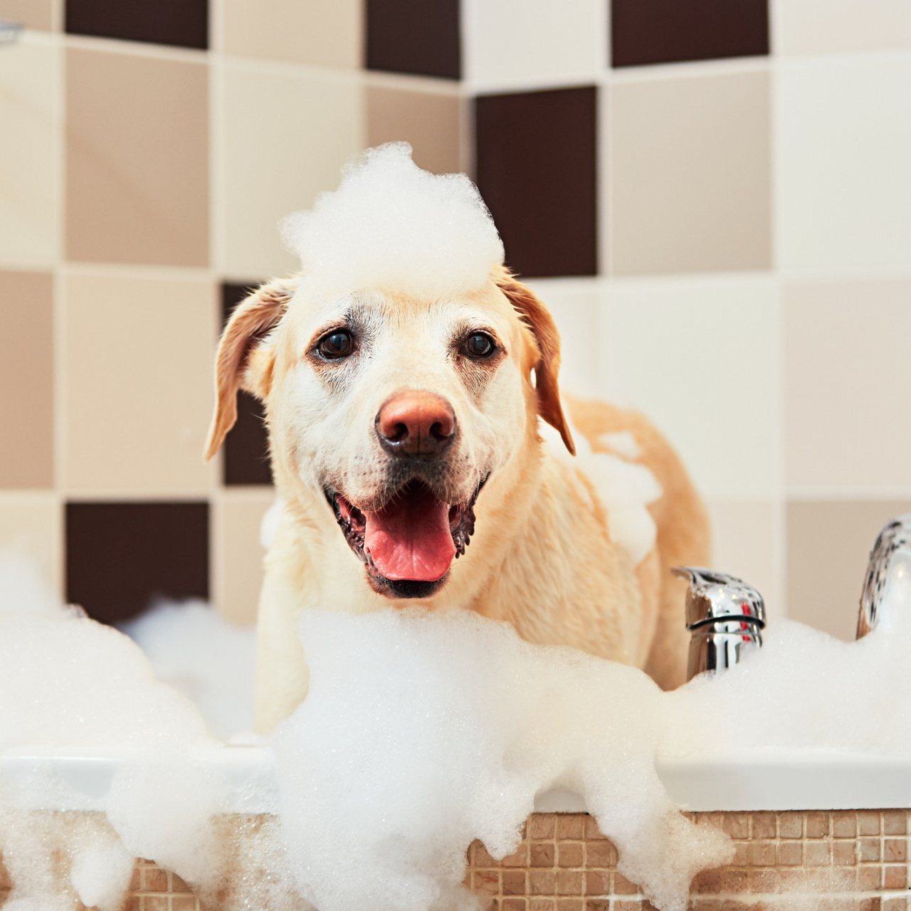 Bathing And Grooming – Sarasota, FL – Ace Pet Resort