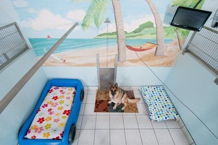 Penthouse Suite – Sarasota, FL – Ace Pet Resort