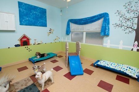 Small Dog Stay And Play – Sarasota, FL – Ace Pet Resort