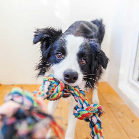 Doggie Daycare – Sarasota, FL – Ace Pet Resort