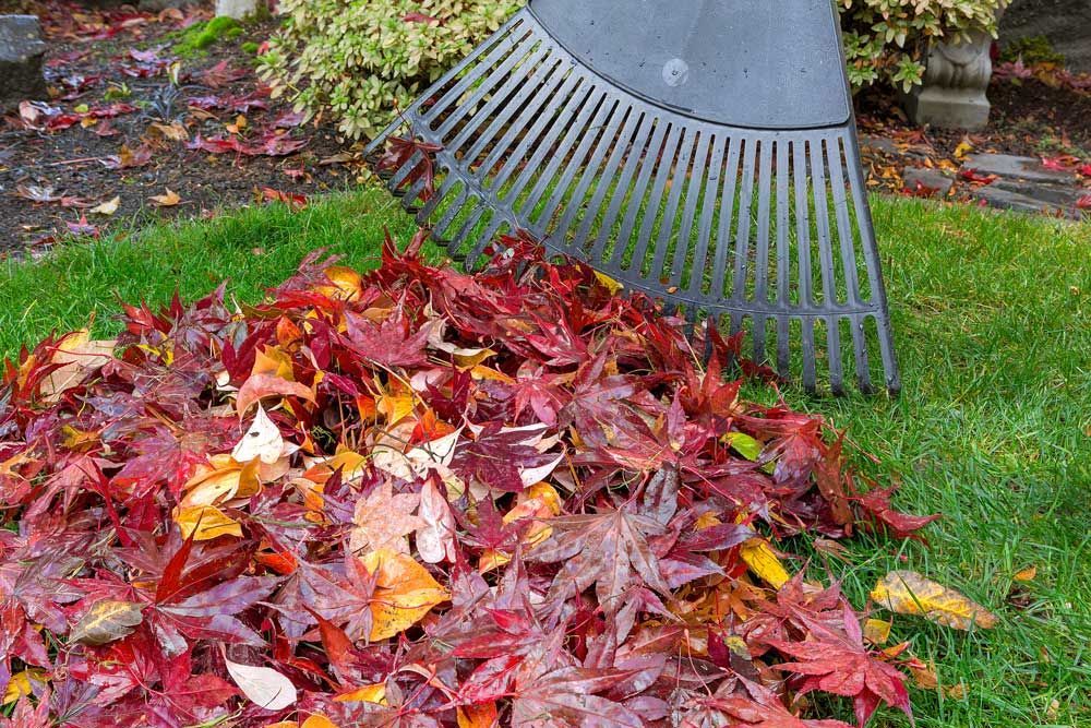 A rake is sitting on top of a pile of leaves.