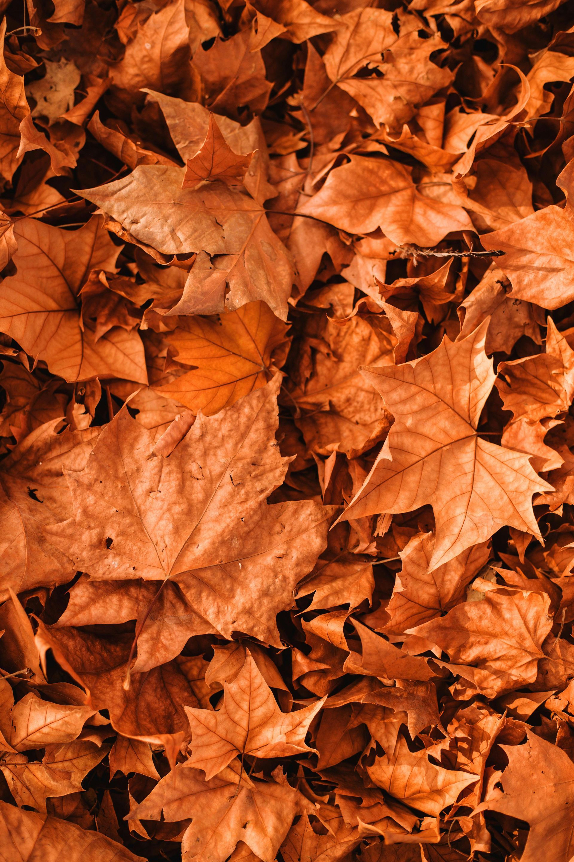 A pile of brown leaves laying on the ground.