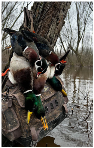 Several ducks perched on a tree trunk by a flooded riverbank, with leafless trees in the background