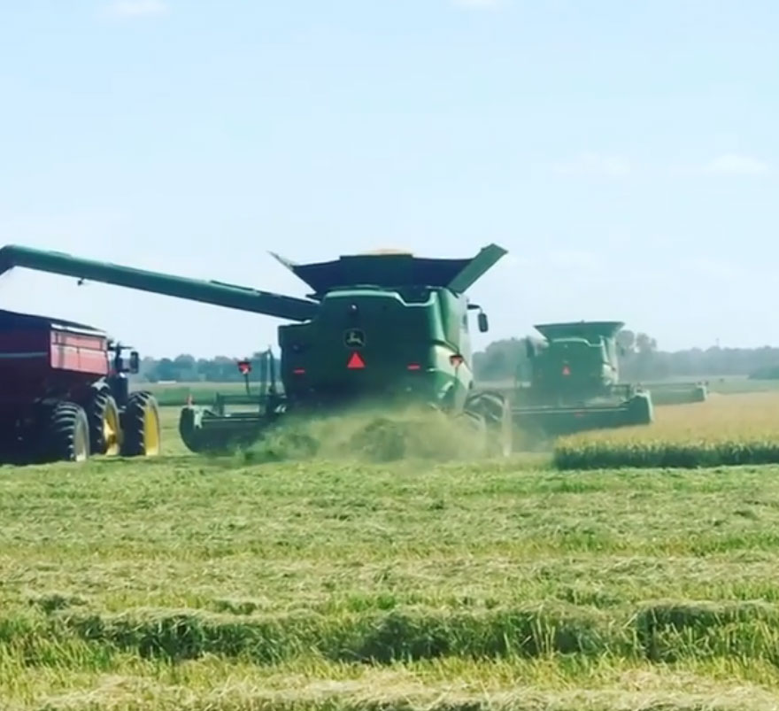 Tractors harvesting hay in a sunny field, with dust trailing behind them.