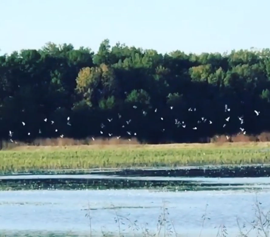 White birds flying over a calm lake with a grassy shore and dense green trees in the background