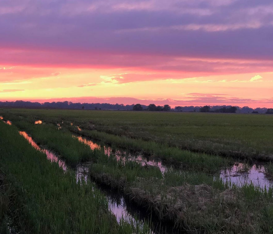 Sunset over green fields with reflective water and pink-orange sky