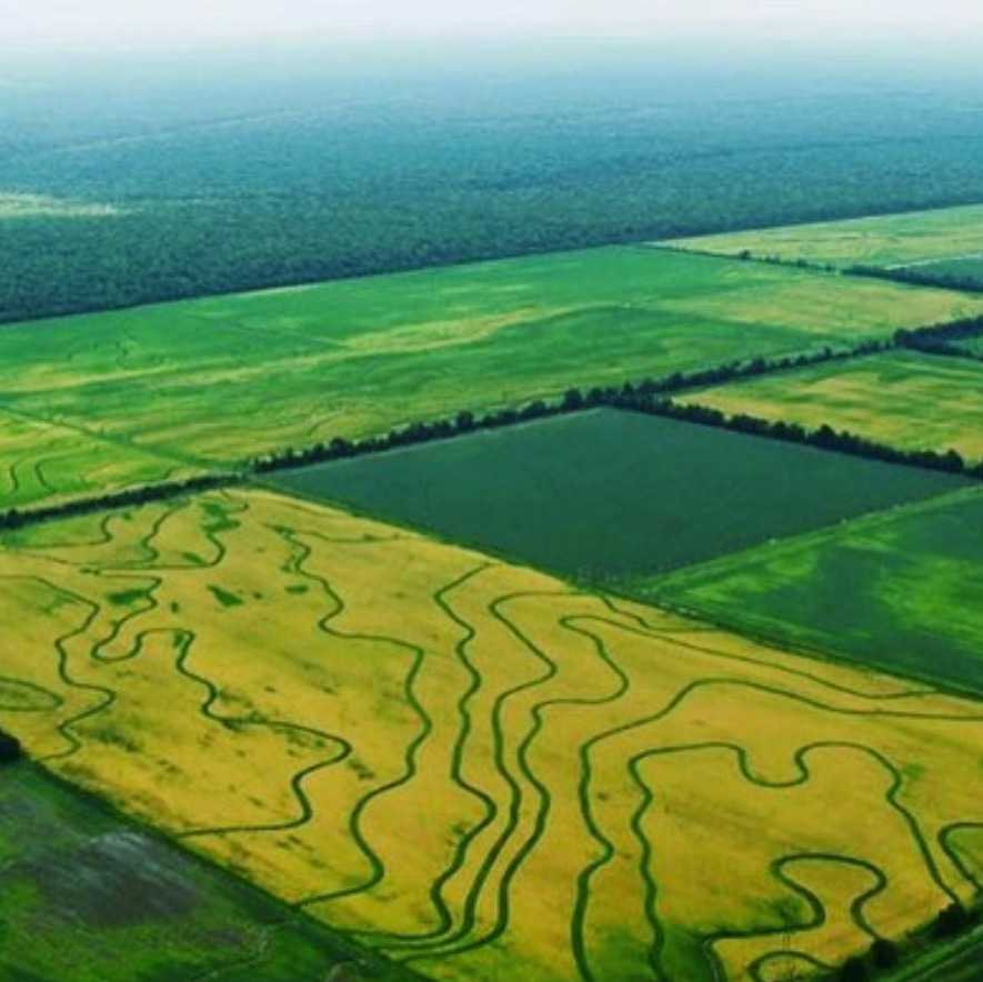 Aerial view of green farmland with winding irrigation or drainage lines and a forest horizon.