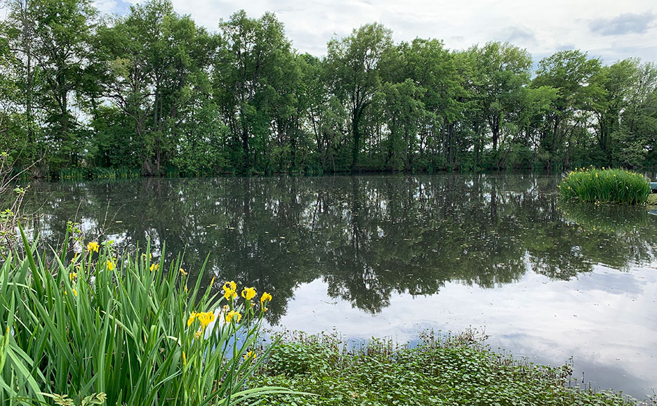 Pond with tree reflections, green reeds, and yellow flowers along the shore