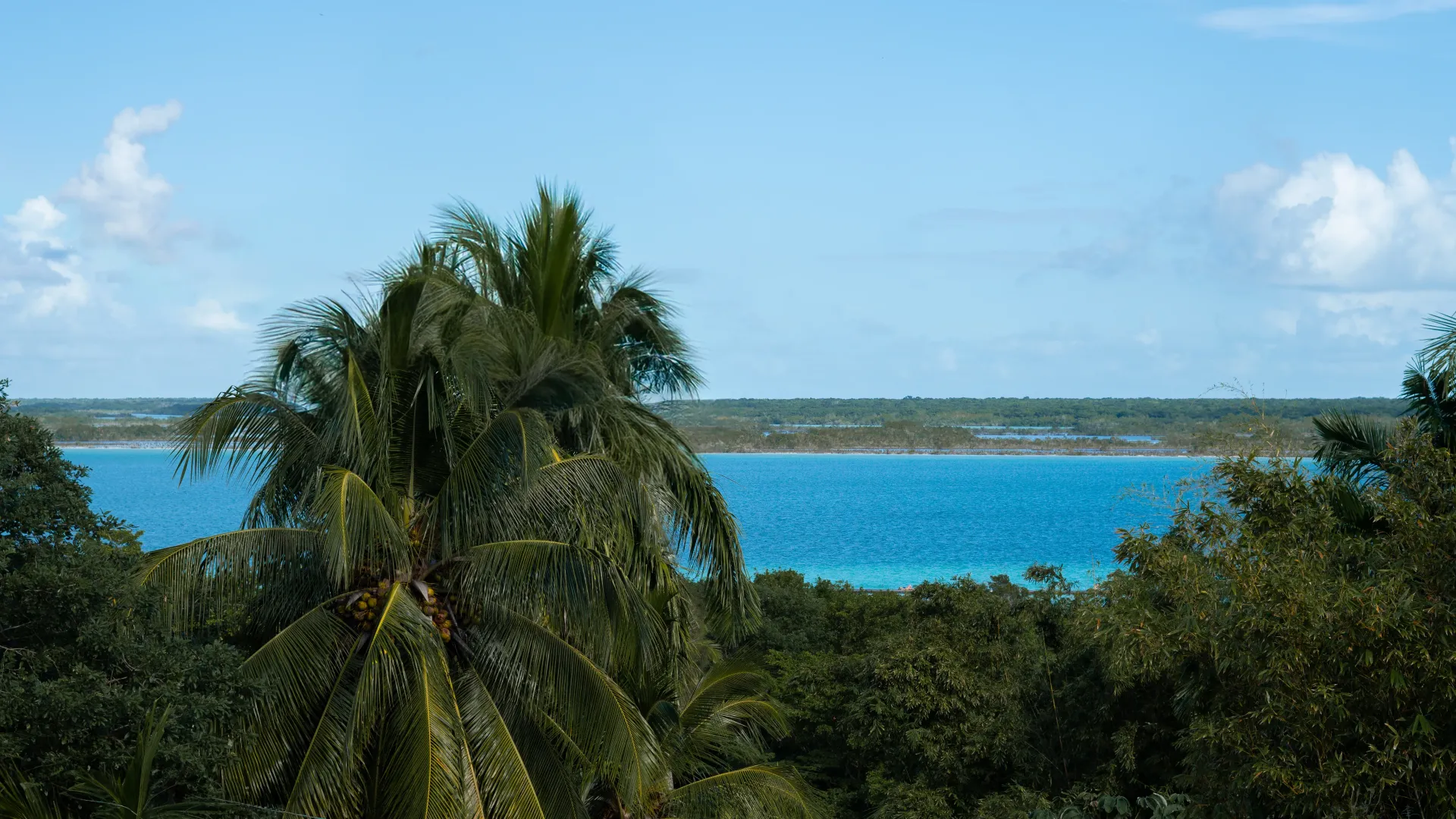 Palmera con vistas a una bahía tropical de un azul brillante bajo un cielo despejado.