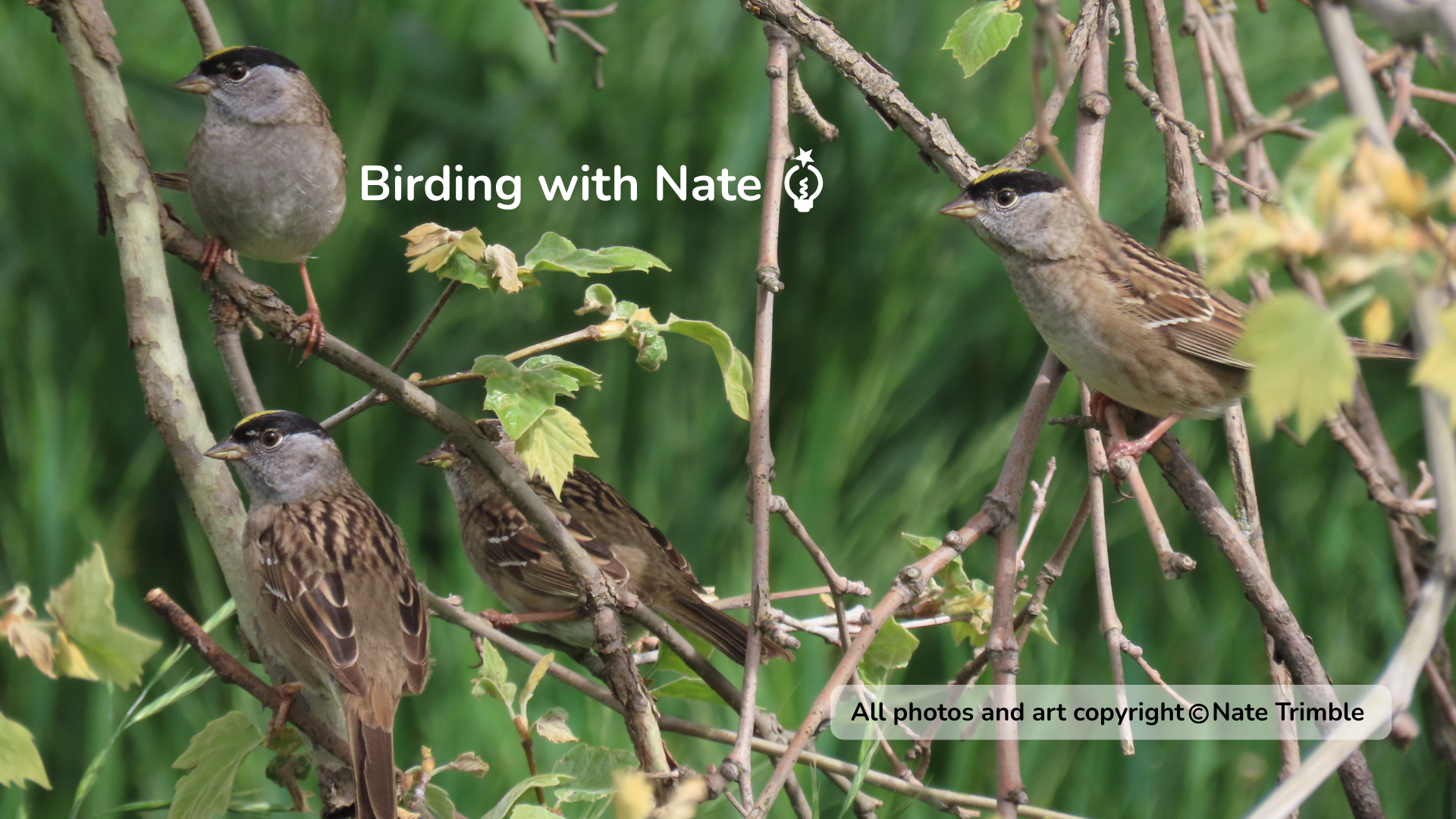 Five golden-crowned sparrows perched among tree branches, with “Birding with Nature” text overlay.
