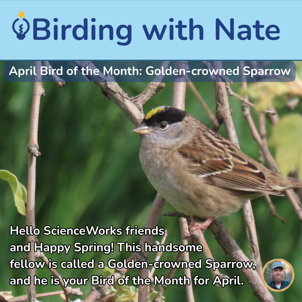 Golden-crowned Sparrow perched on branches in greenery, with “Birding with Nate” spring bird feature text.