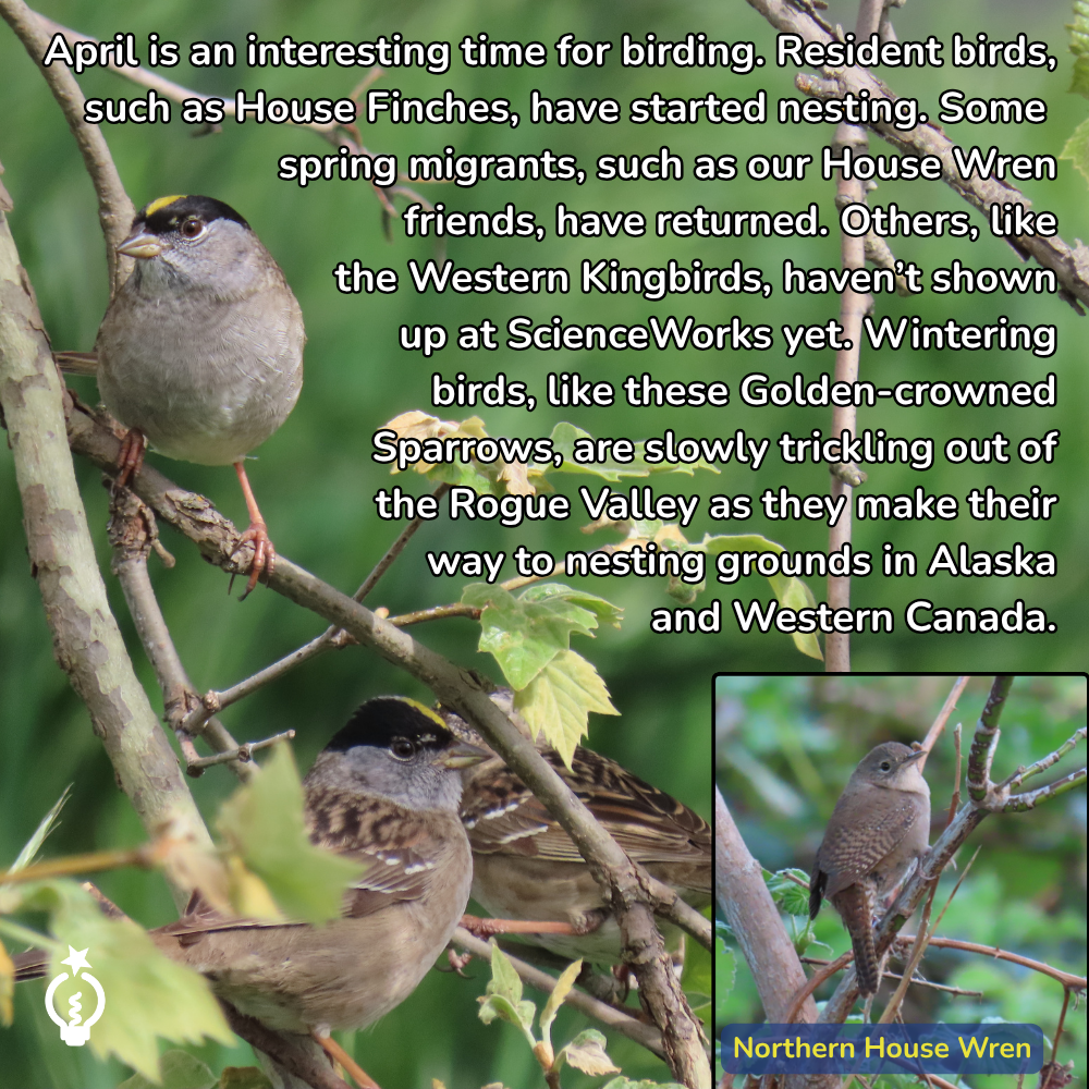 Text about spring birds over photos of golden-crowned sparrows and a Northern House Wren on branches.