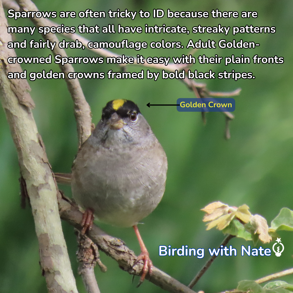 Golden-crowned sparrow perched on a branch, with yellow crown stripe highlighted in the image.