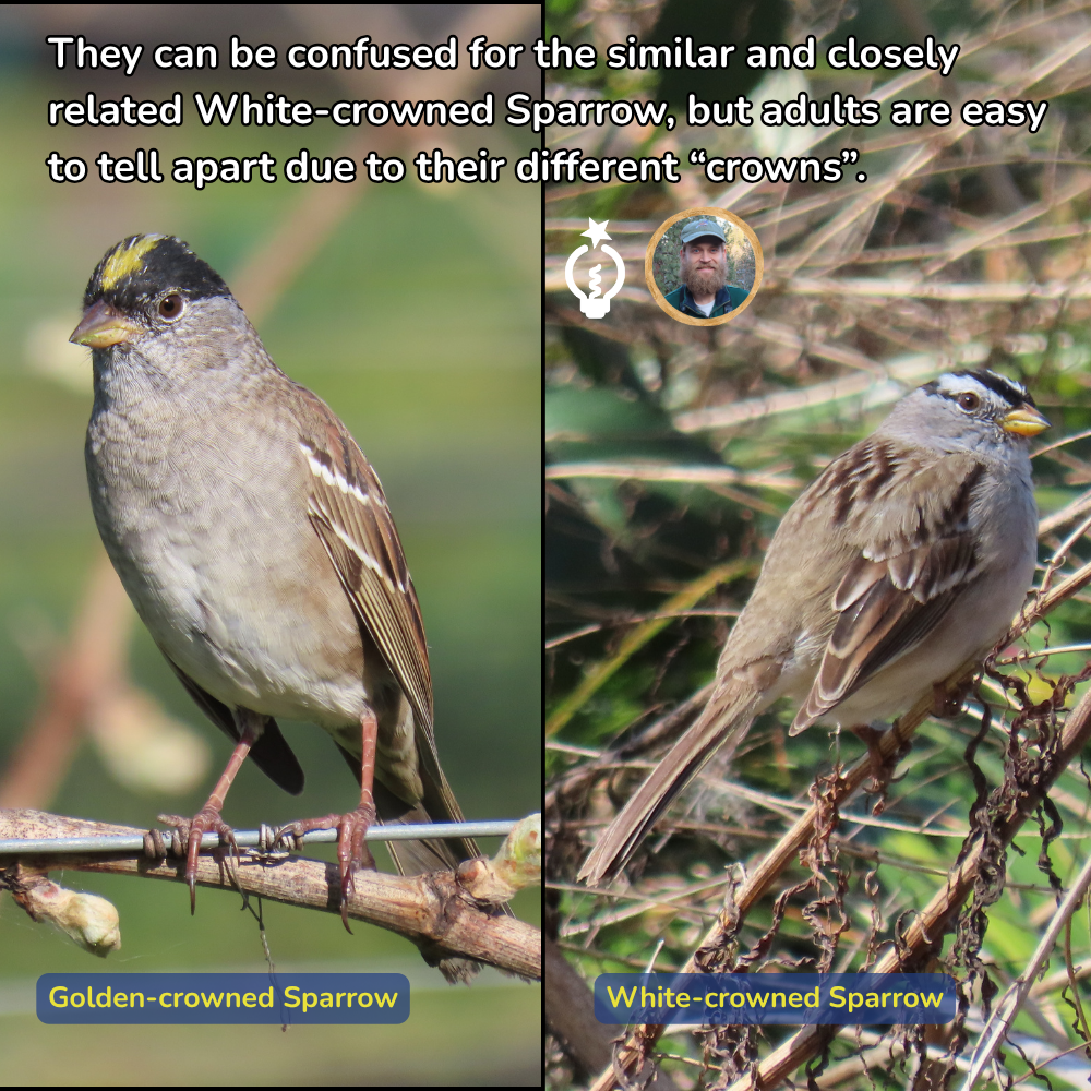 Golden-crowned Sparrow and White-crowned Sparrow perched side by side in foliage, labeled for comparison