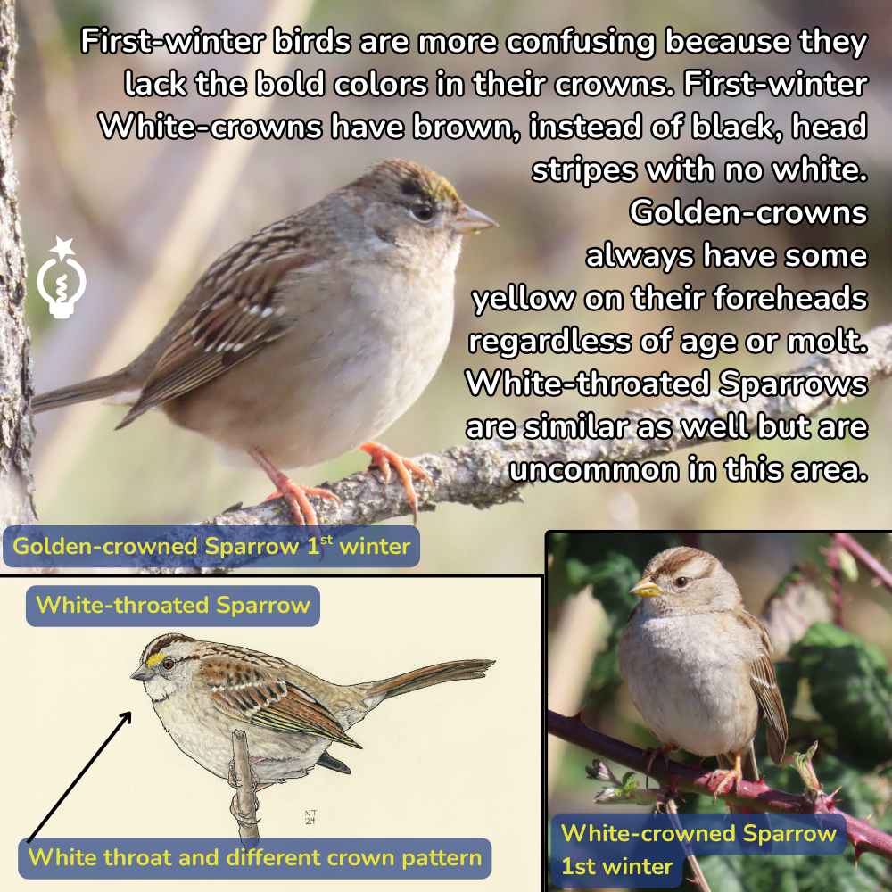 Comparison chart of winter sparrows: golden-crowned, white-throated, and white-crowned plumage and crown patterns