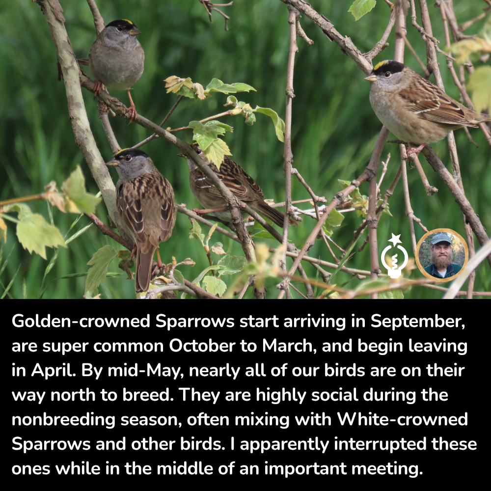 4 golden-crowned sparrows perched in leafy branches