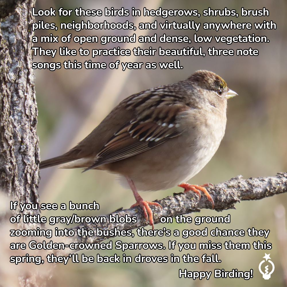 Small brown bird perched on a branch, with text about golden-crowned sparrows and habitat.