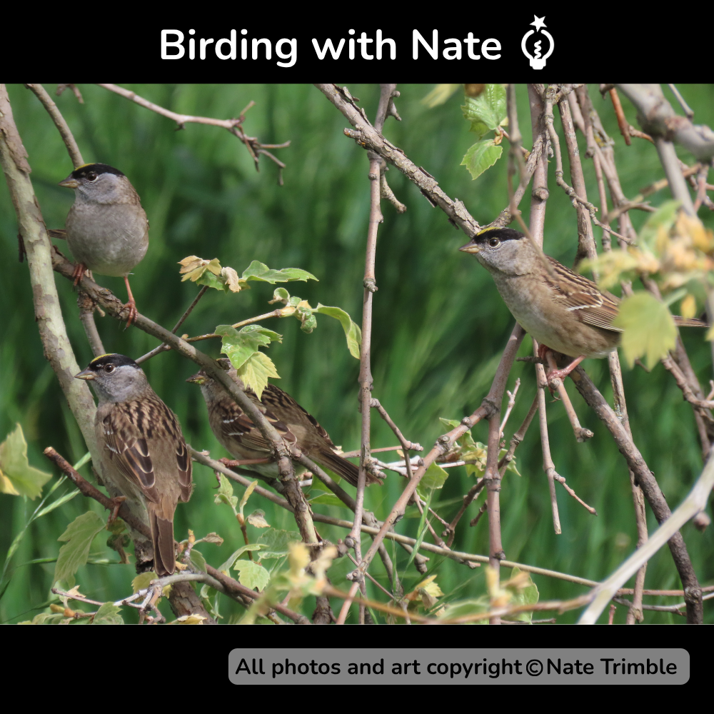Four golden-crowned sparrows perched on tangled branches against green foliage
