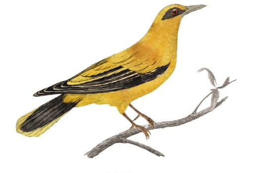 The yellow bird from the Ashland Springs Hotel logo