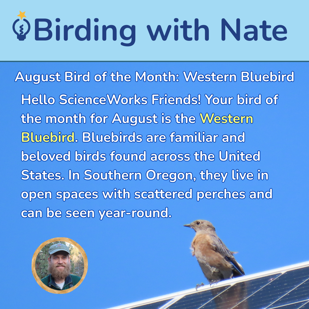 Your bird of the month for August is the Western Bluebird. Bluebirds are familiar and beloved birds found across the United States. In Southern Oregon, they live in open spaces with scattered perches and can be seen year-round.