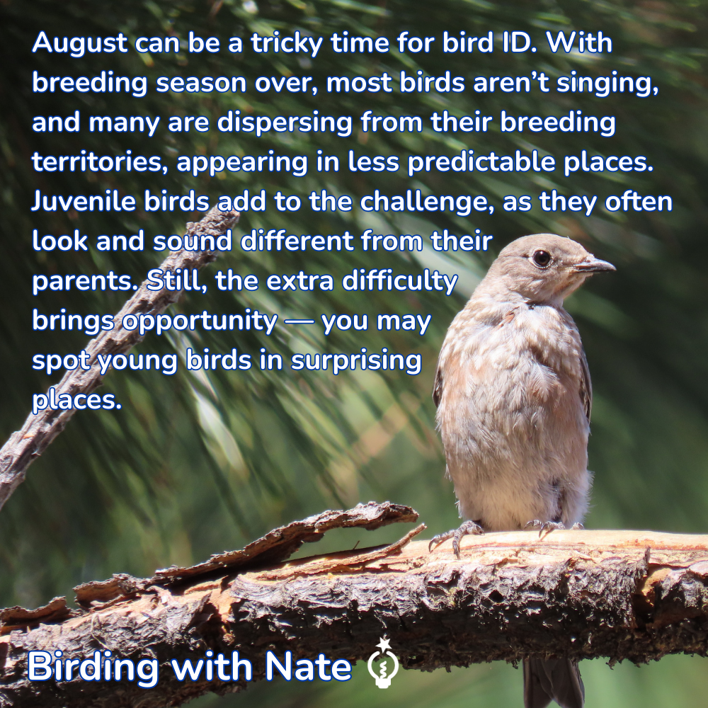 August can be a tricky time for bird identification. With breeding season over, most birds aren’t singing, and many are dispersing from their breeding territories, appearing in less predictable places. Juvenile birds add to the challenge, as they often look and sound different from their parents. Still, the extra difficulty brings opportunity — you may spot young birds in surprising places.