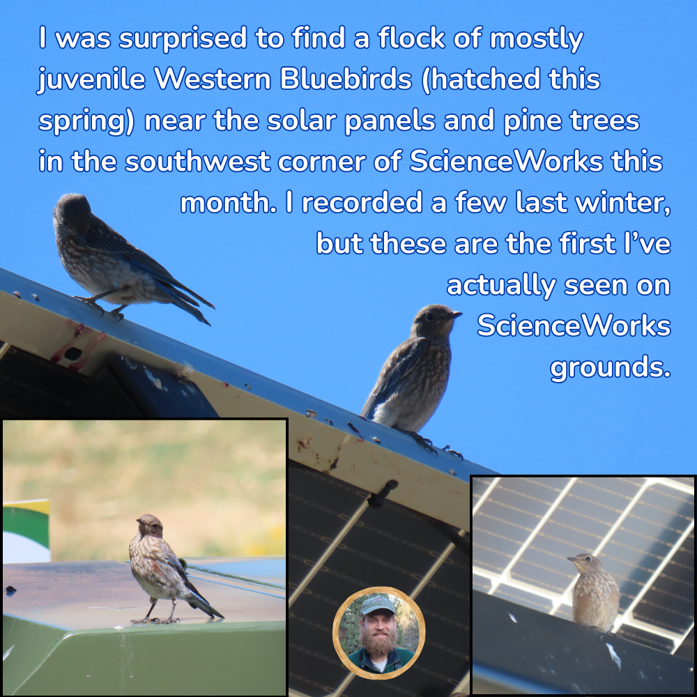 I was surprised to find a flock of mostly juvenile Western Bluebirds (hatched this spring) near the solar panels and pine trees in the southwest corner of ScienceWorks this month. I recorded a few last winter, but these are the first I’ve actually seen on the ScienceWorks grounds.
