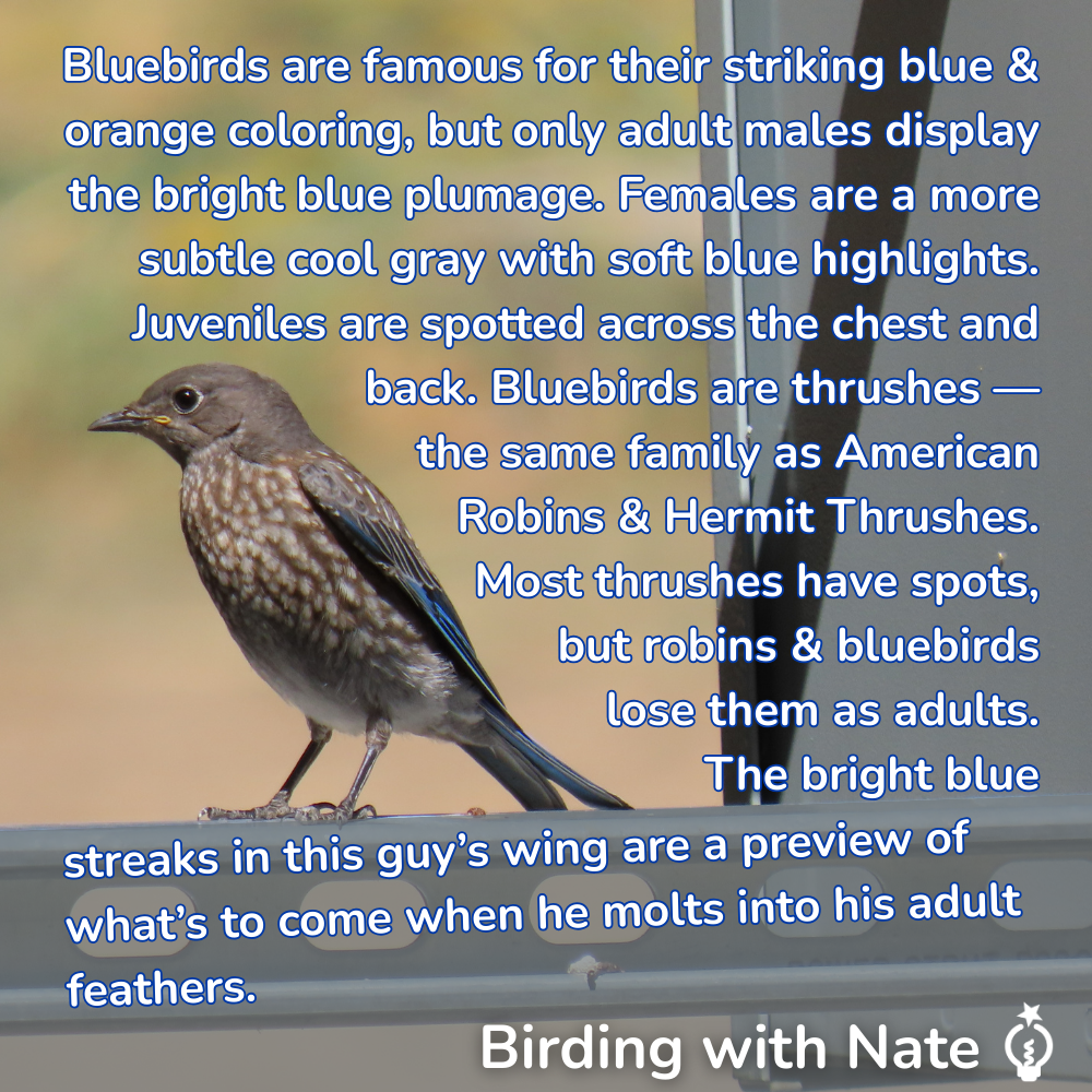 Bluebirds are famous for their striking blue and orange coloring, but only adult males display the bright blue plumage. Females are a more subtle cool gray with soft blue highlights. Juveniles are spotted across the chest and back. Bluebirds are thrushes — the same family as American Robins and Hermit Thrushes. Most thrushes have spots, but robins and bluebirds lose them as adults. The bright blue streaks in this guy’s wing are a preview of what’s to come when he molts into his adult feathers.