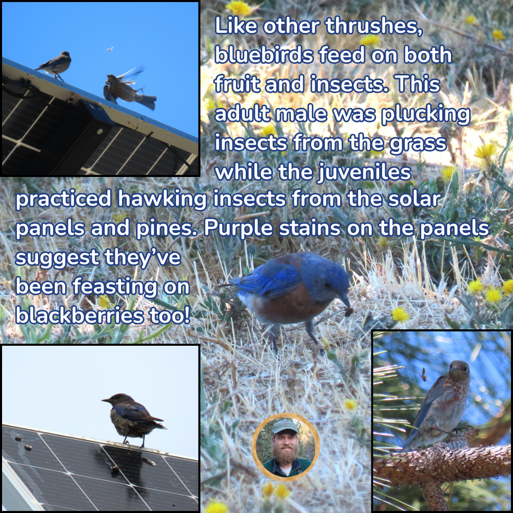 Like other thrushes, bluebirds feed on both fruit and insects. This adult male was plucking insects from the grass while the juveniles practiced hawking insects from the solar panels and pines. Purple stains on the panels suggest they’ve been feasting on blackberries too!