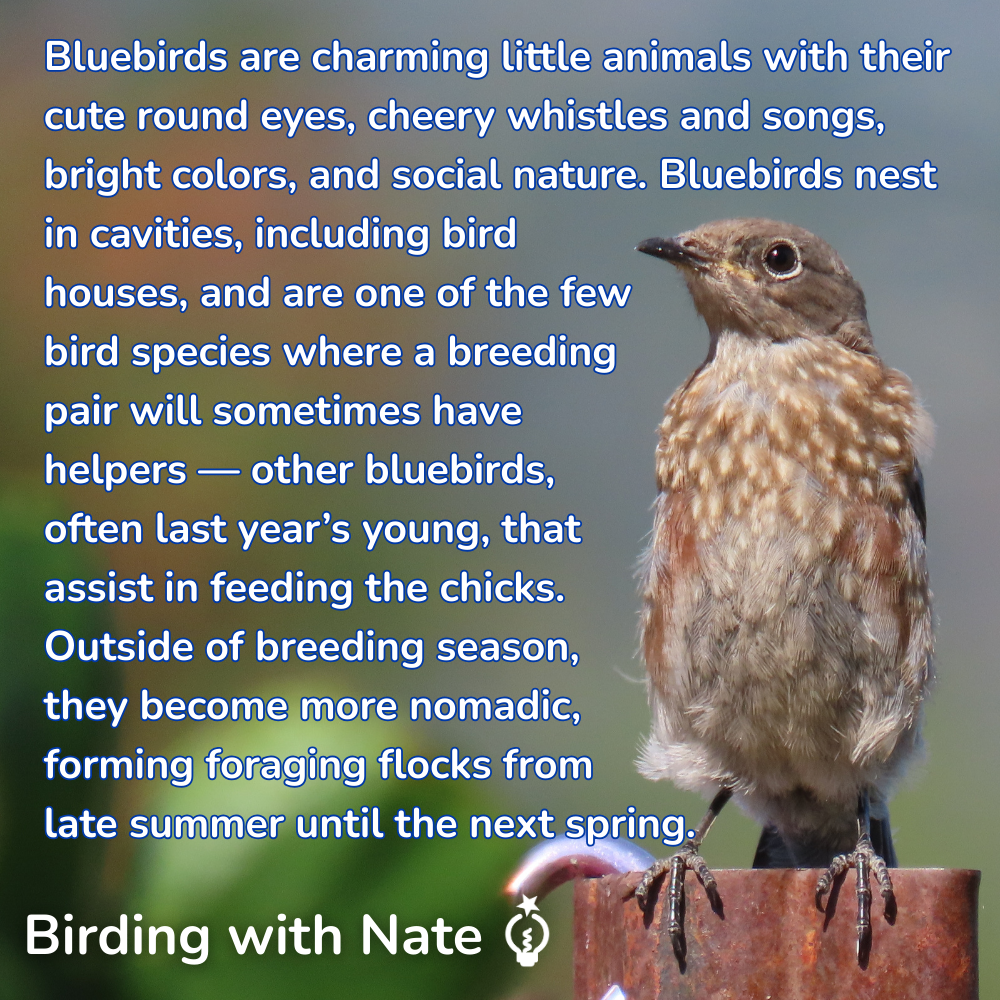 Bluebirds are charming little animals with their cute round eyes, cheery whistles and songs, bright colors, and social nature. Bluebirds nest in cavities, including bird houses, and are one of the few bird species where a breeding pair will sometimes have helpers — other bluebirds, often last year’s young, that assist in feeding the chicks. Outside of breeding season, they become more nomadic, forming foraging flocks from late summer until the next spring.