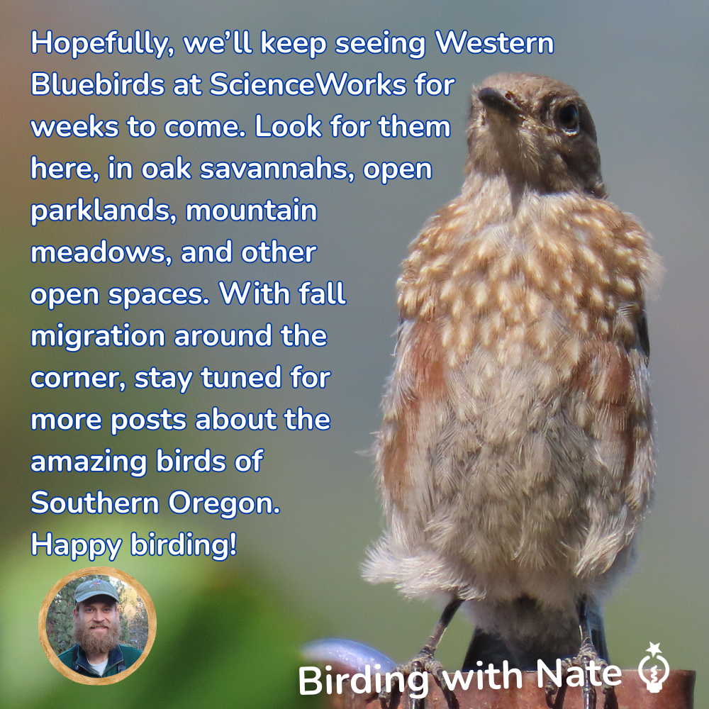 Hopefully, we’ll keep seeing Western Bluebirds at ScienceWorks for weeks to come. Look for them here, in oak savannahs, open parklands, mountain meadows, and other open spaces. With fall migration around the corner, stay tuned for more posts about the amazing birds of Southern Oregon. Happy birding!