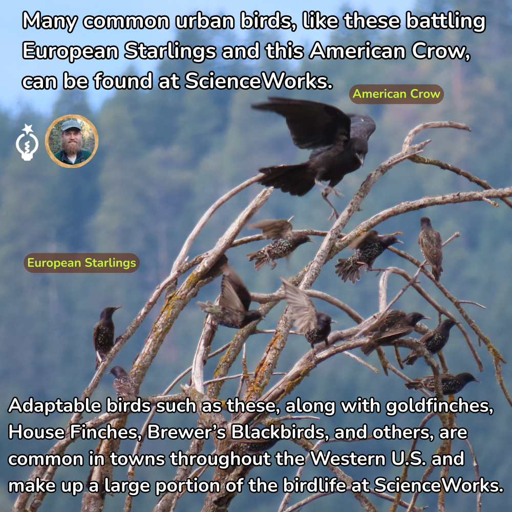 Birds perched on branches: American Crow and European Starlings. Text says birds found at ScienceWorks.