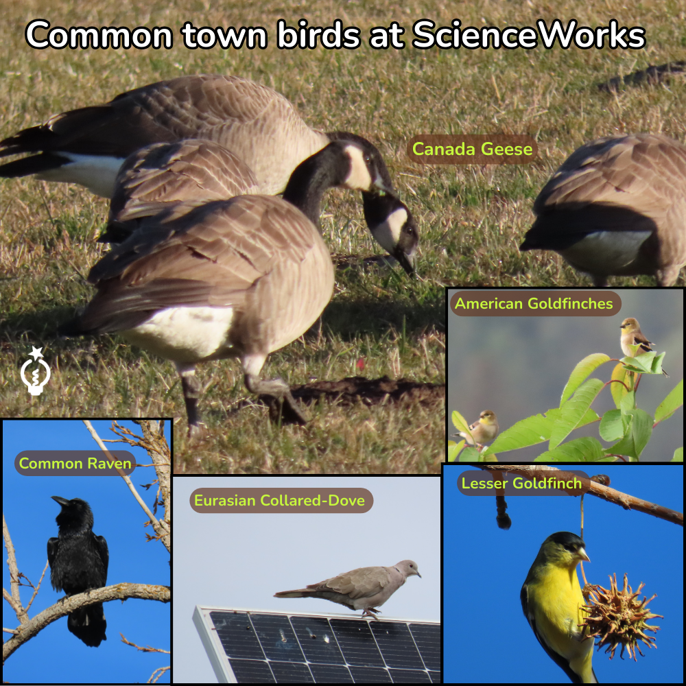 A collage of common town birds at ScienceWorks: Canada geese, American and Lesser goldfinches, common raven, and Eurasian collared-dove.