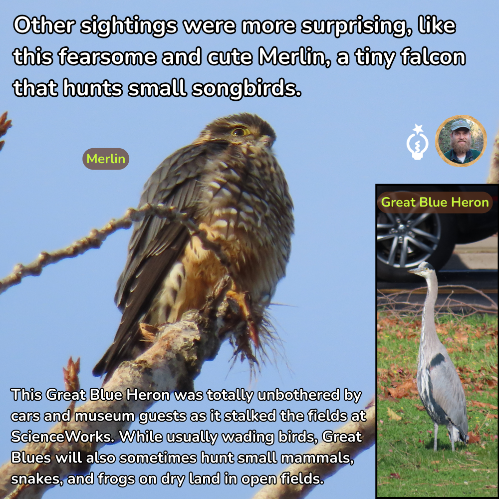 Merlin falcon perched on a branch, text describes its hunting habits. Inset: Great Blue Heron standing in a field.