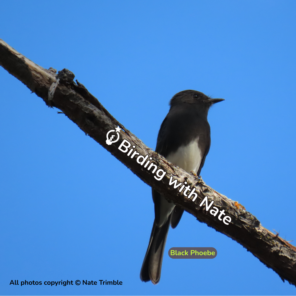 Black phoebe bird perched on a branch against a blue sky.