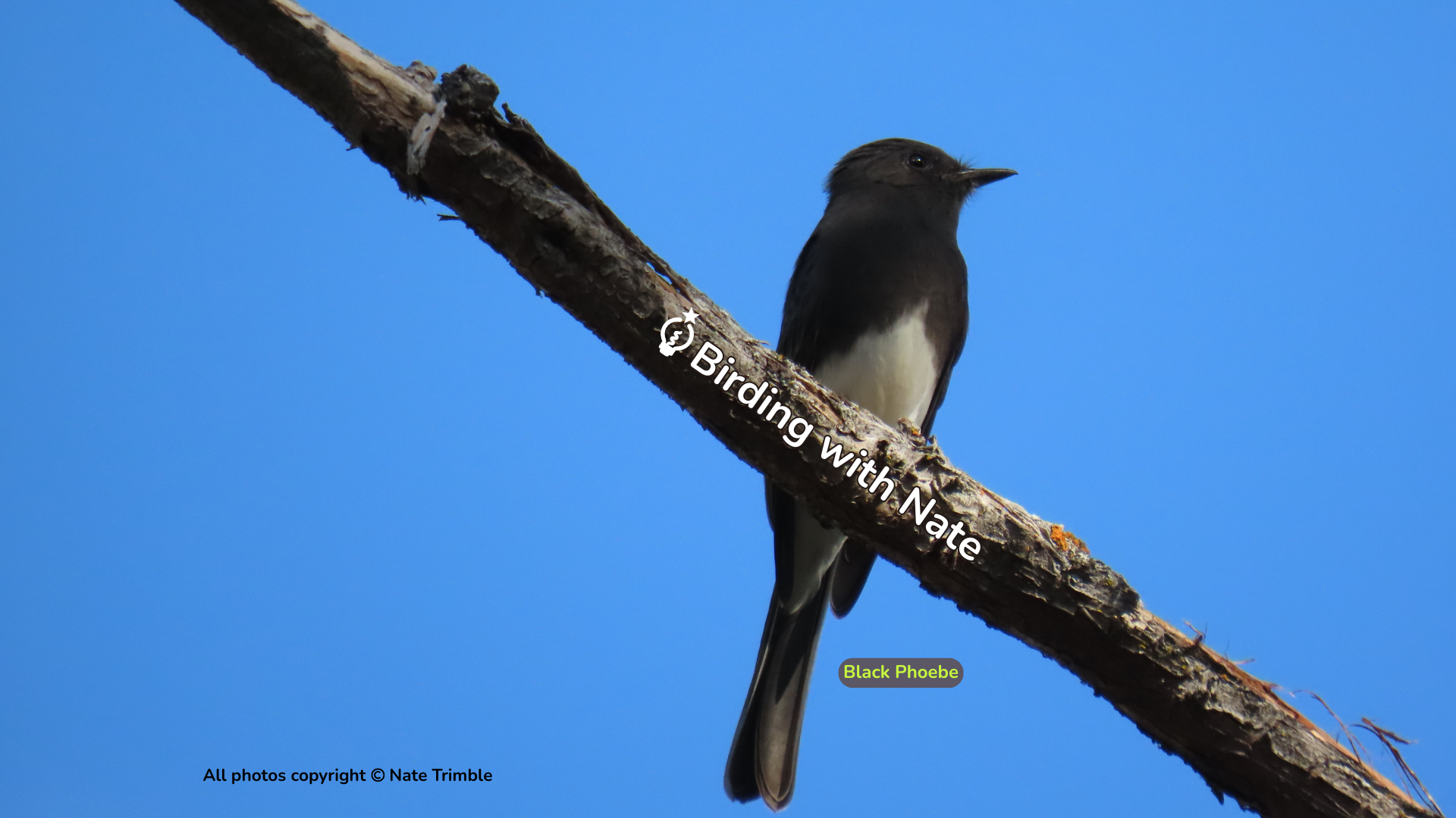Black phoebe bird perched on a branch against a clear blue sky.