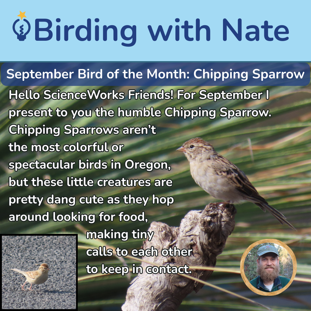 For September, I present to you the humble chipping sparrow.
Chipping sparrows aren’t the most colorful or spectacular birds in Oregon, but these little creatures are pretty dang cute as they hop around looking for food, making tiny calls to each other to keep in contact.