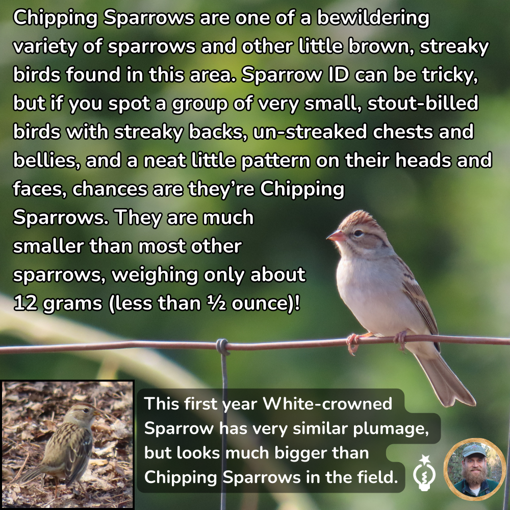 Chipping Sparrows are one of a bewildering variety of sparrows and other little brown, streaky birds found in this area. Sparrow ID can be tricky, but if you spot a group of very small, stout-billed birds with streaky backs, un-streaked chests and bellies, and a neat little pattern on their heads and faces, chances are they’re Chipping Sparrows. They are much smaller than most other sparrows, weighing only about 12 grams (less than ½ ounce)!