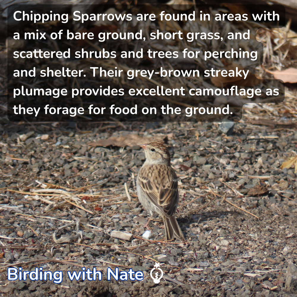 Chipping Sparrows are found in areas with a mix of bare ground, short grass, and scattered shrubs and trees for perching and shelter. Their grey-brown streaky plumage provides excellent camouflage as they forage for food on the ground.