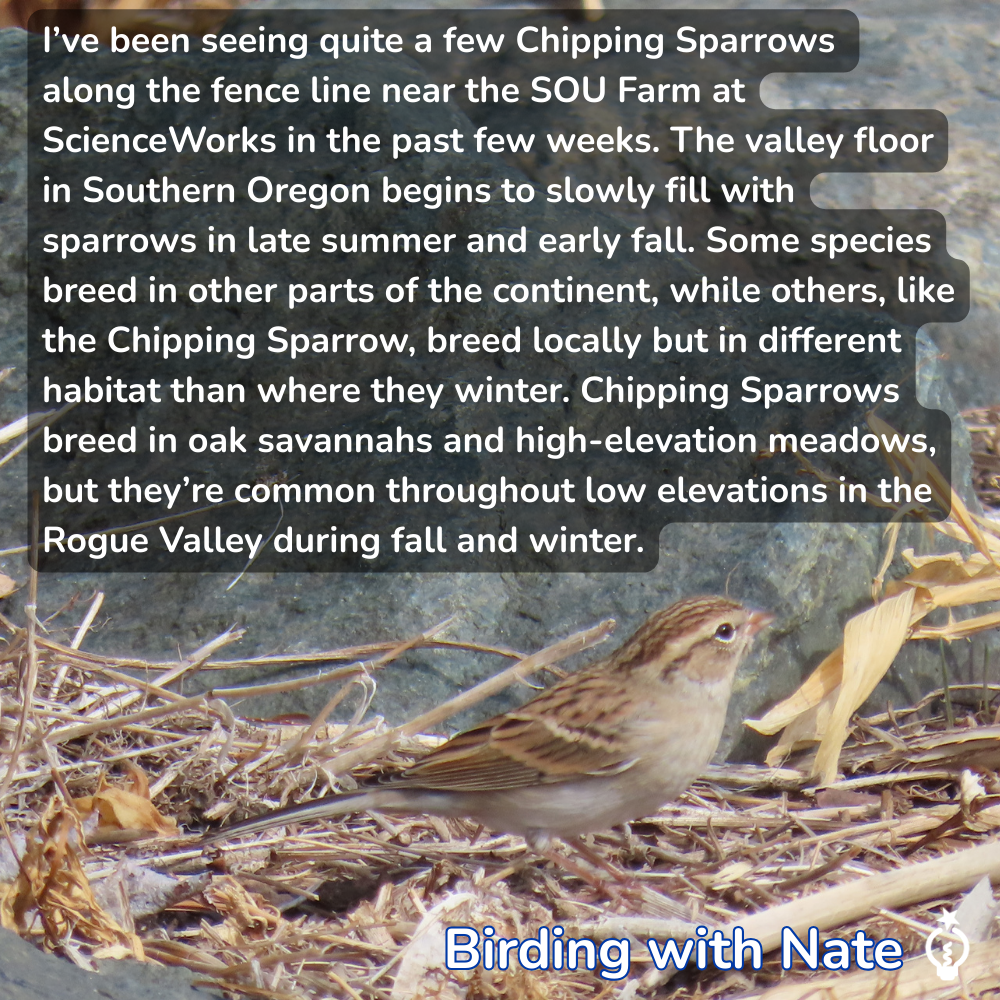 I’ve been seeing quite a few Chipping Sparrows along the fence line near the SOU Farm at ScienceWorks in the past few weeks. The valley floor in Southern Oregon begins to slowly fill with sparrows in late summer and early fall. Some species breed in other parts of the continent, while others, like the Chipping Sparrow, breed locally but in different habitat than where they winter. Chipping Sparrows breed in oak savannahs and high-elevation meadows, but they’re common throughout low elevations in the Rogue Valley during fall and winter.