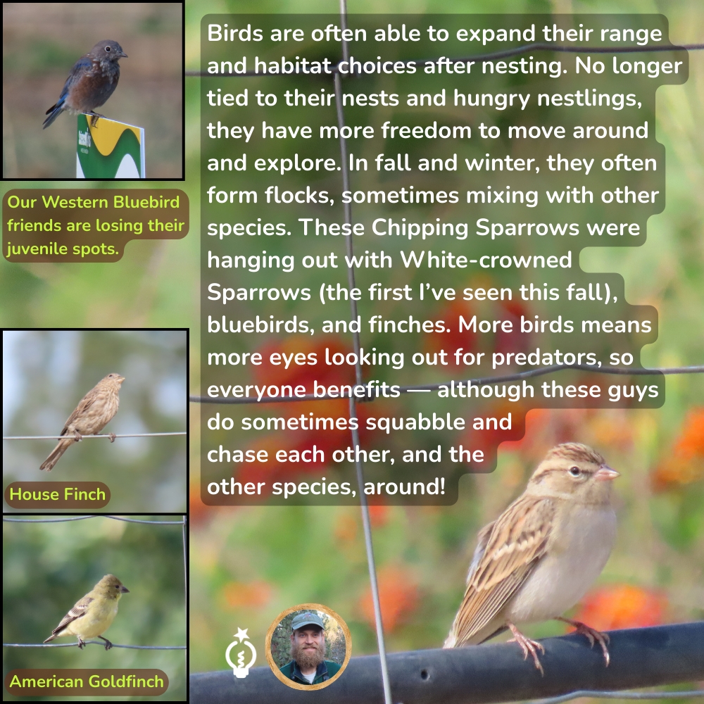 Birds are often able to expand their range and habitat choices after nesting. No longer tied to their nests and hungry nestlings, they have more freedom to move around and explore. In fall and winter, they often form flocks, sometimes mixing with other species. These Chipping Sparrows were hanging out with White-crowned Sparrows (the first I’ve seen this fall), bluebirds, and finches. More birds means more eyes looking out for predators, so everyone benefits — although these guys do sometimes squabble and chase each other, and the other species, around!