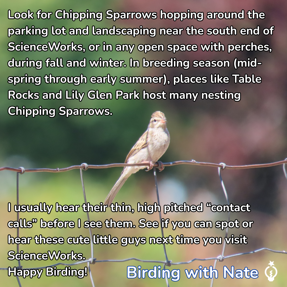 Look for Chipping Sparrows hopping around the parking lot and landscaping near the south end of ScienceWorks, or in any open space with perches, during fall and winter. In breeding season (mid-spring through early summer), places like Table Rocks and Lily Glen Park host many nesting Chipping Sparrows. I usually hear their thin, high pitched “contact calls” before I see them. See if you can spot or hear these cute little guys next time you visit ScienceWorks.
Happy Birding!